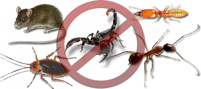 Dedetizadora em São Paulo